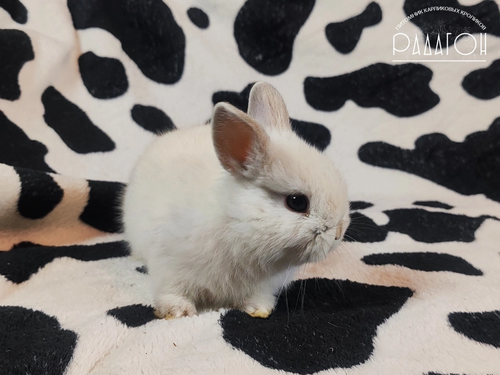 Декоративный карликовый кролик Черноостевой
