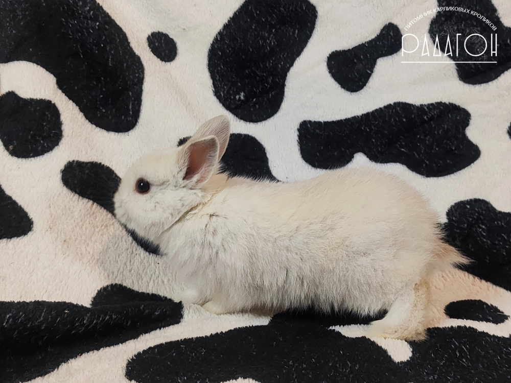 Декоративный карликовый кролик Черноостевой