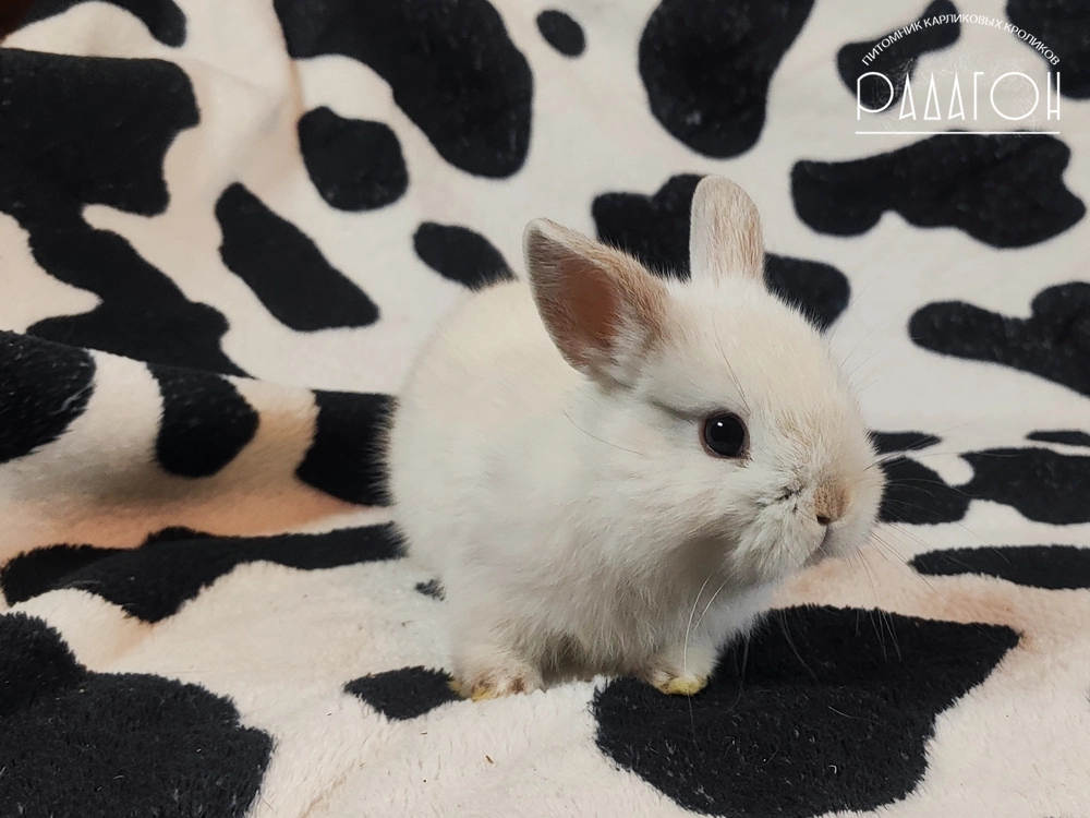Декоративный кролик породы Немецкий цветной карлик окраса Черноостевой - Радагон Ерошка