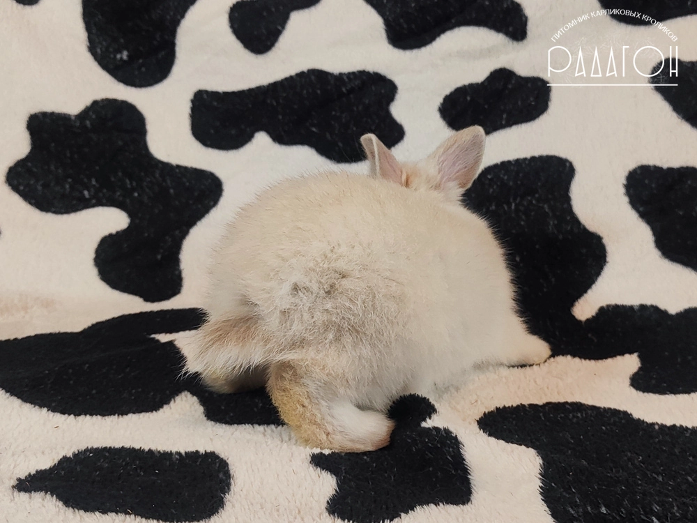 Декоративный карликовый кролик Черноостевой