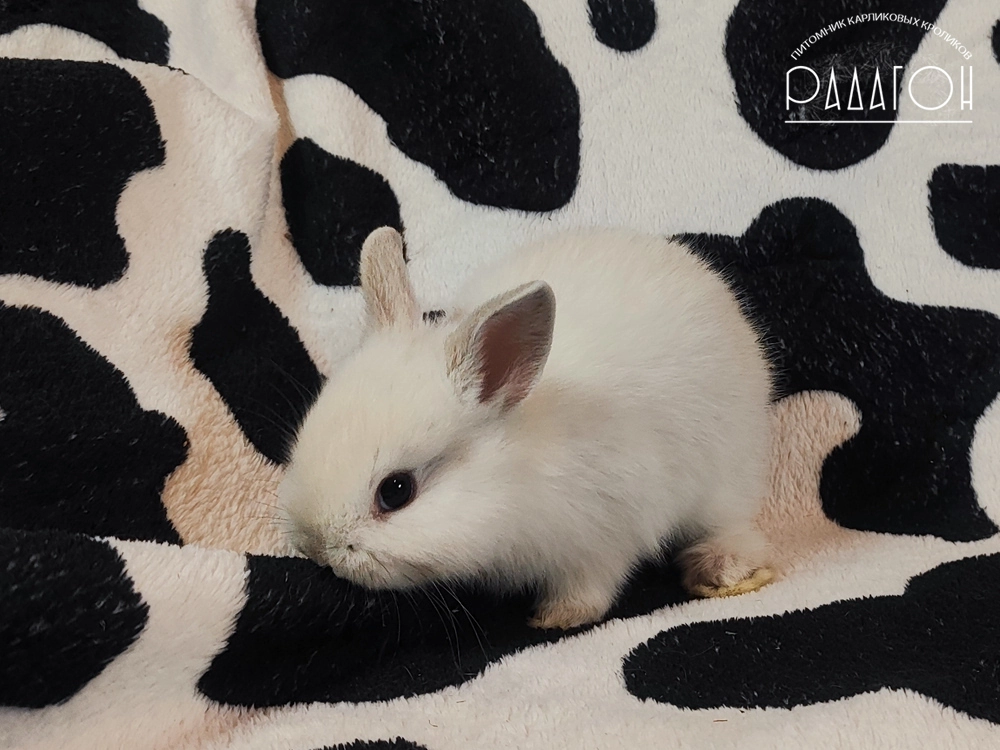 Декоративный карликовый кролик Черноостевой