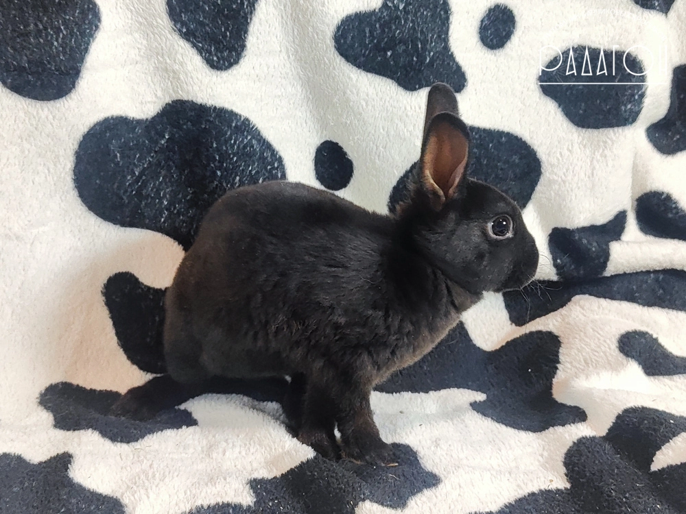Декоративный карликовый кролик Черный