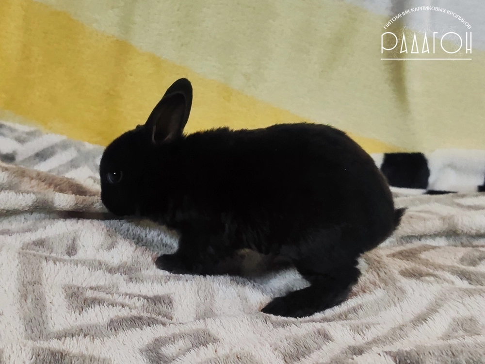 Декоративный карликовый кролик Черный