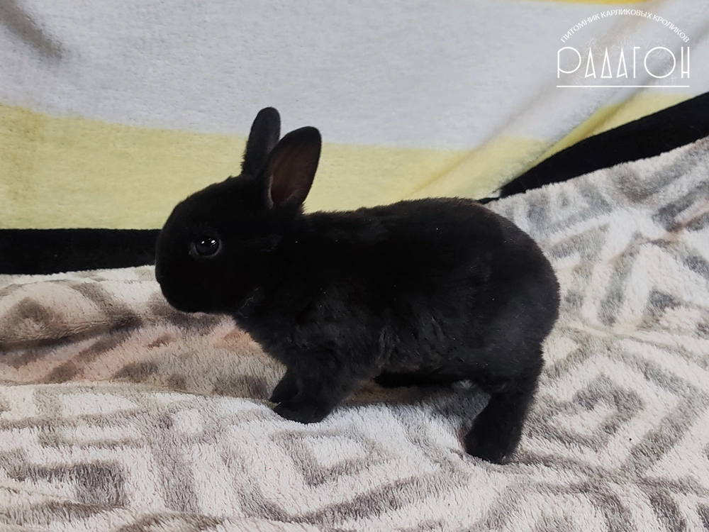Декоративный кролик породы Карликовый рекс окраса Черный - Радагон Эсмеральда
