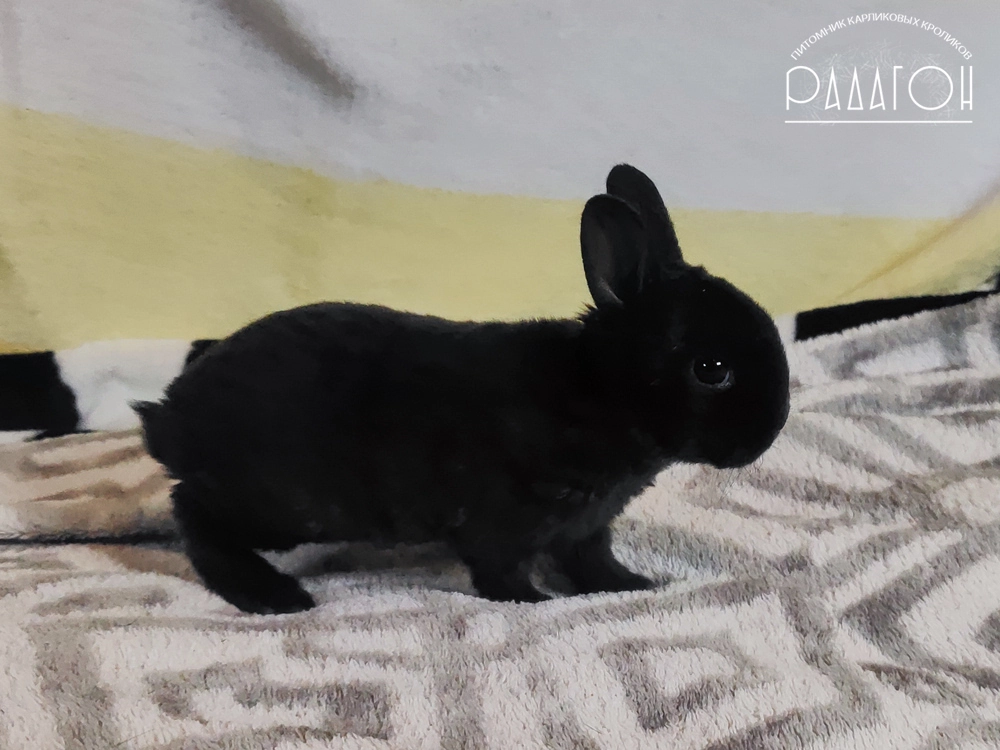 Декоративный карликовый кролик Черный