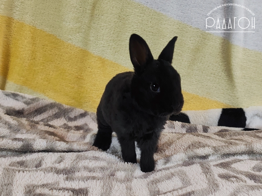 Декоративный карликовый кролик Черный