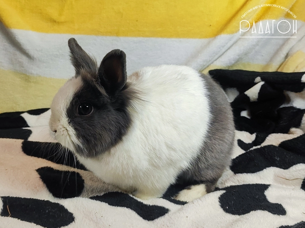 Декоративный карликовый кролик Голландский голубой