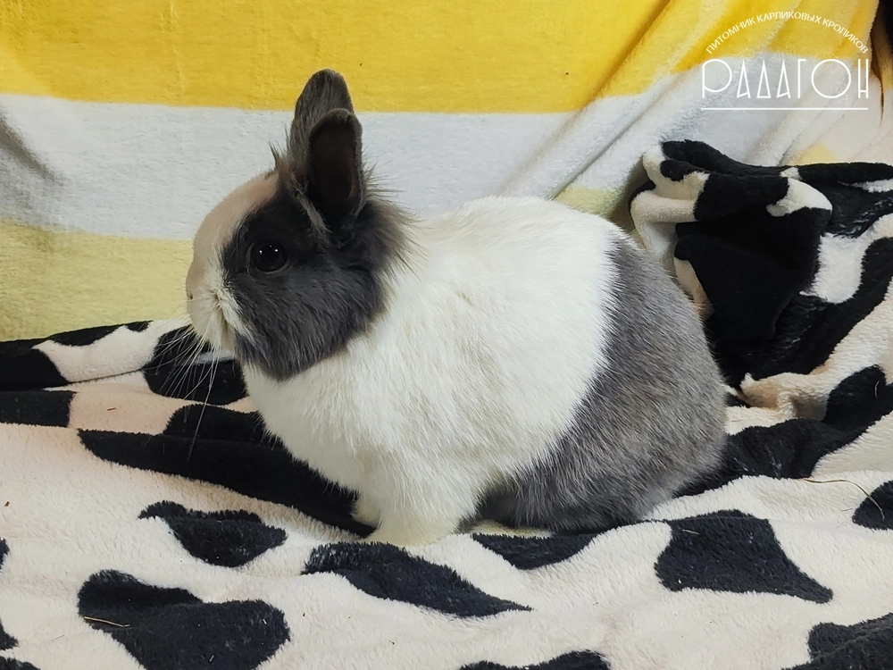 Декоративный карликовый кролик Голландский голубой