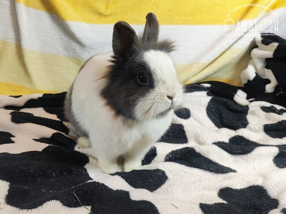 Декоративный карликовый кролик Голландский голубой