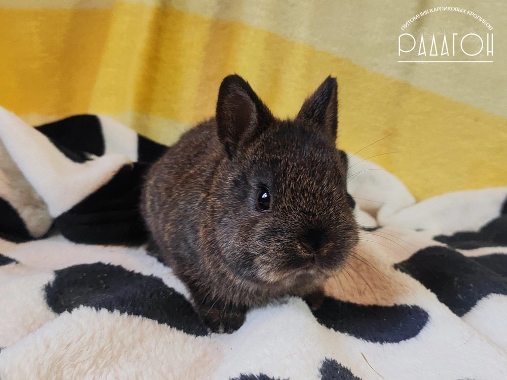 Декоративный карликовый кролик Тёмный агути