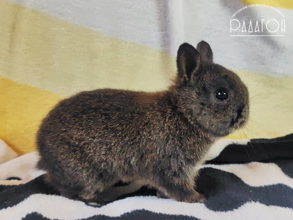 Декоративный кролик породы Немецкий цветной карлик окраса Тёмный агути - Радагон Фрейр