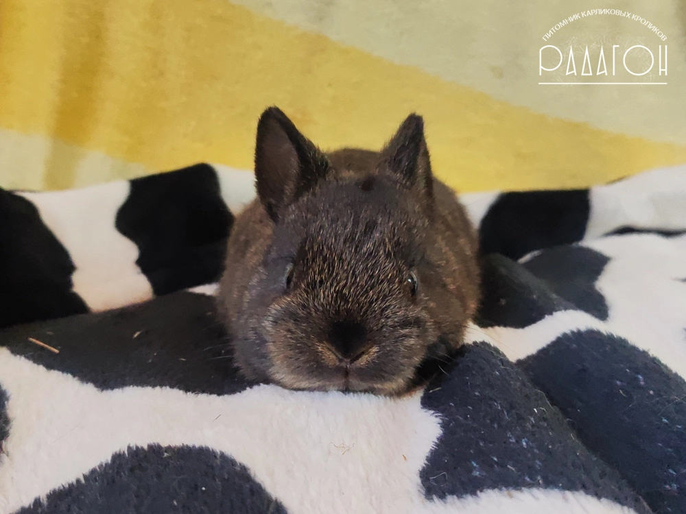 Декоративный карликовый кролик Тёмный агути