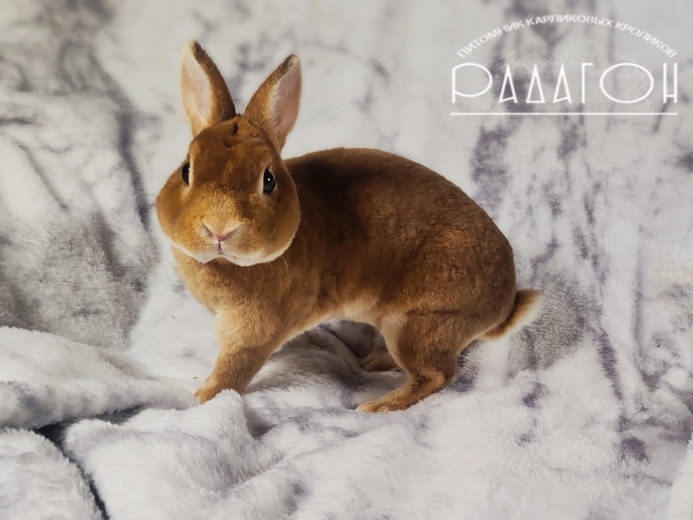 Декоративный кролик породы Карликовый рекс окраса Олений - Furry Family Xai Max