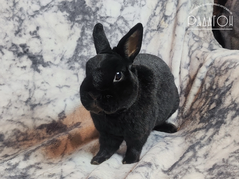 Декоративный карликовый кролик Черный с голландской отметиной