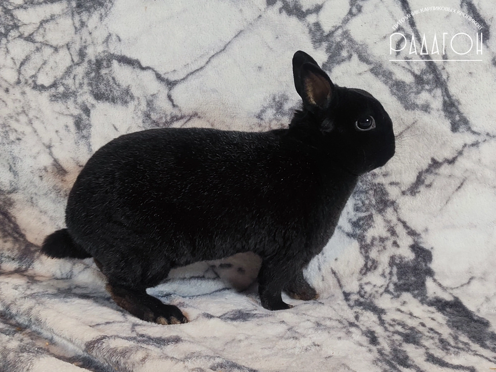 Декоративный карликовый кролик Черный с голландской отметиной