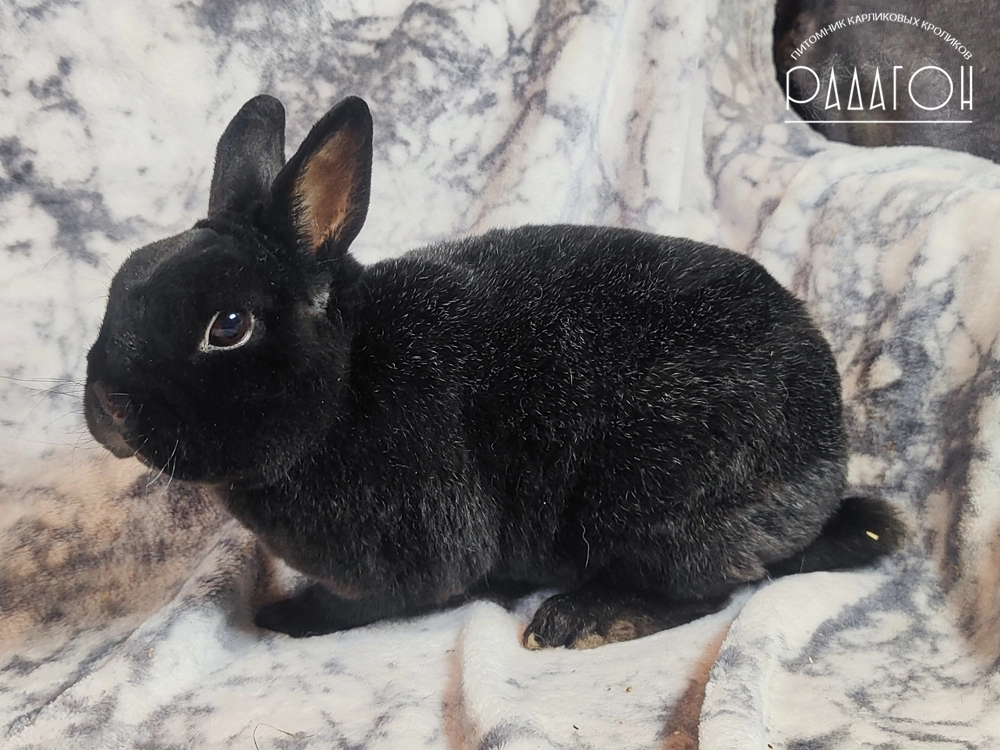 Декоративный карликовый кролик Черный с голландской отметиной