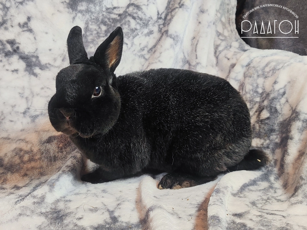 Декоративный кролик породы Карликовый рекс окраса Черный с голландской отметиной - Furry Family Yashik