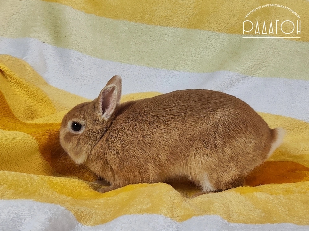 Декоративный карликовый кролик Олений лиловый