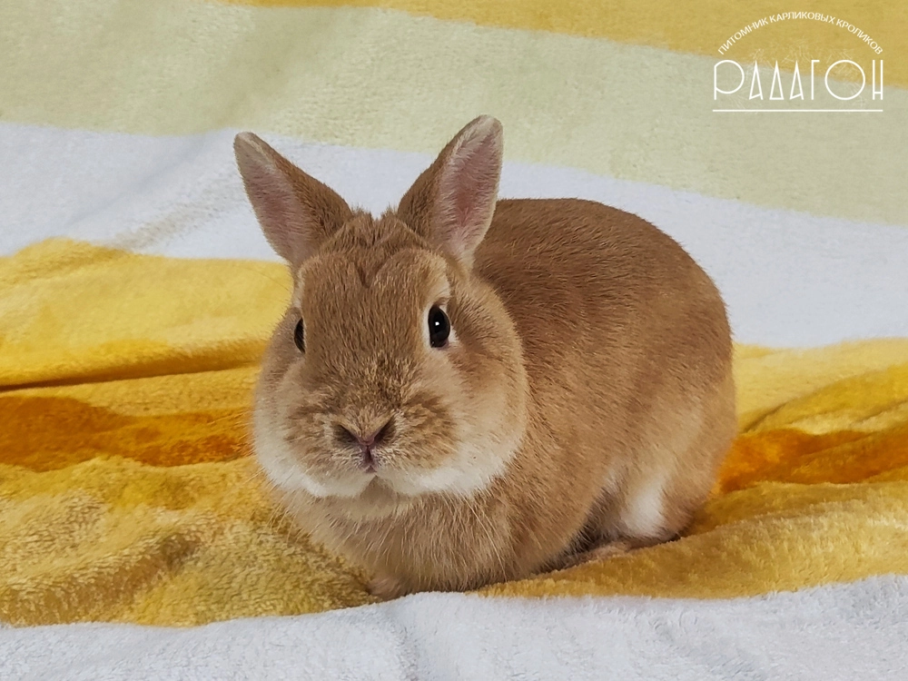 Декоративный кролик породы Голландский карлик окраса Олений лиловый - Радагон Гезихт