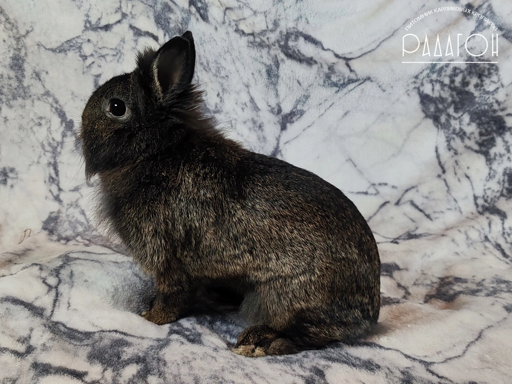 Декоративный карликовый кролик Тёмный агути