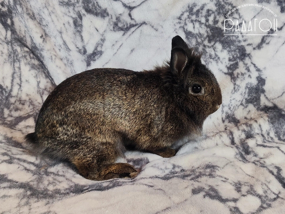 Декоративный карликовый кролик Тёмный агути