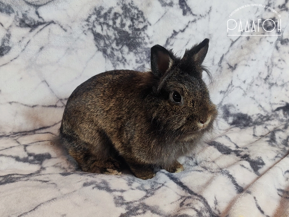 Декоративный карликовый кролик Тёмный агути
