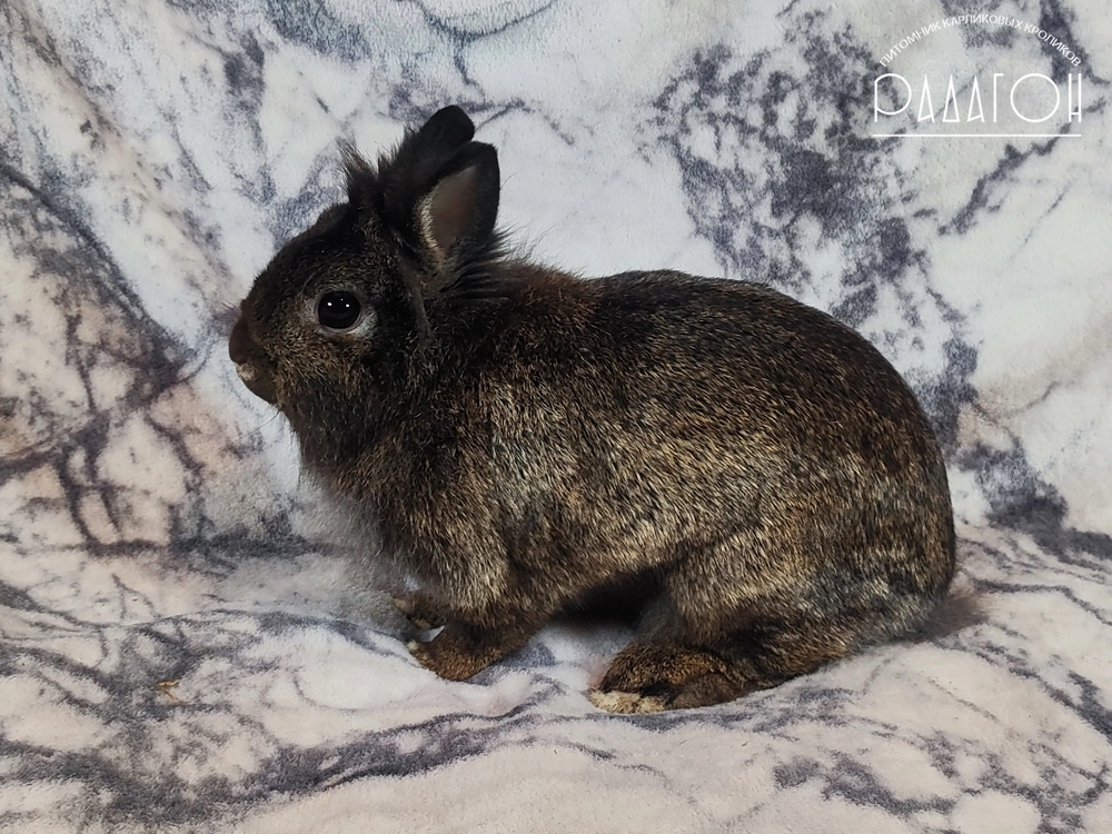 Декоративный карликовый кролик Тёмный агути