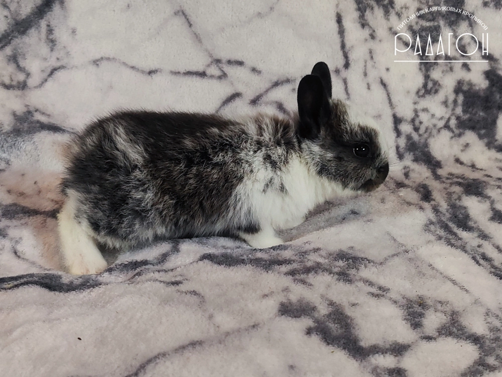 Декоративный карликовый кролик Стальной плащевой