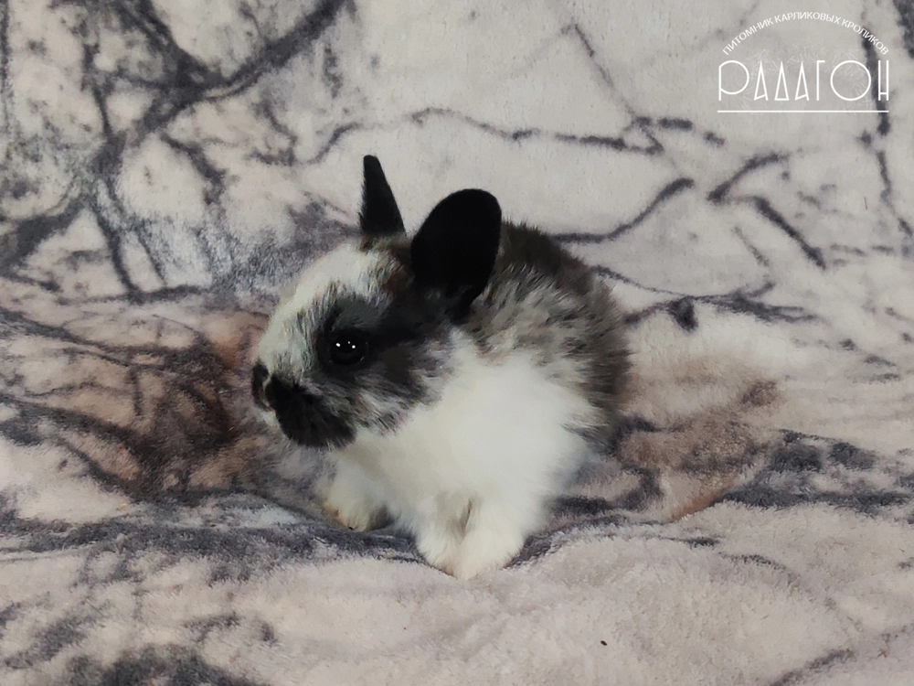 Декоративный карликовый кролик Стальной плащевой