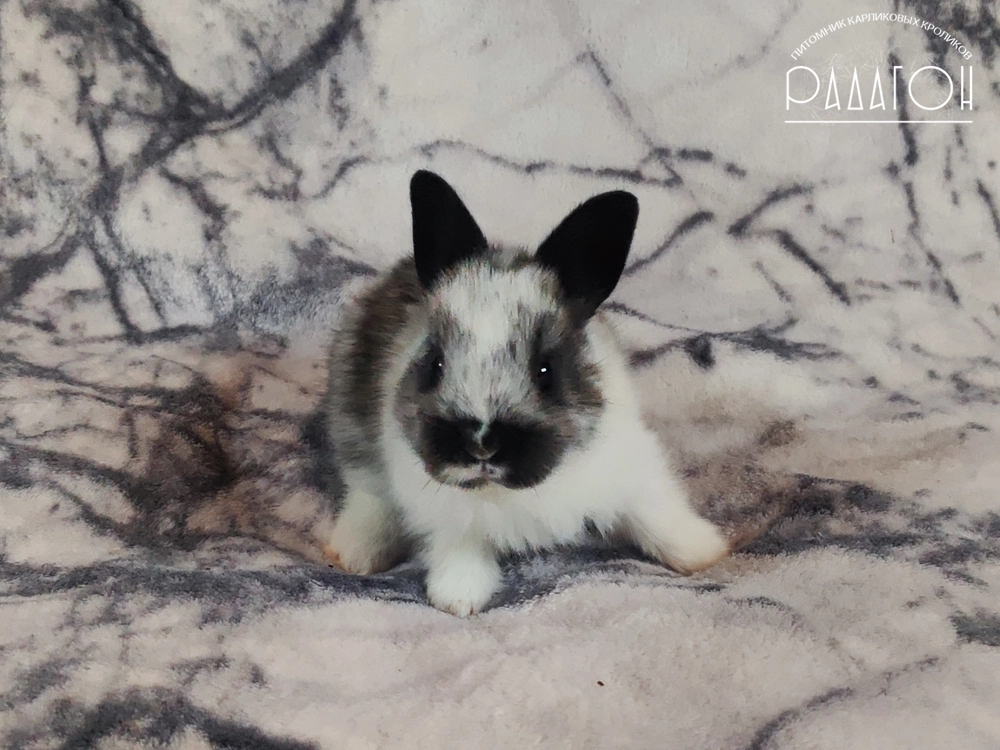 Декоративный кролик породы Немецкий цветной карлик окраса Стальной плащевой - Радагон Гвиневер