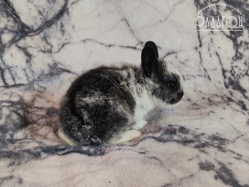 Декоративный карликовый кролик Стальной плащевой