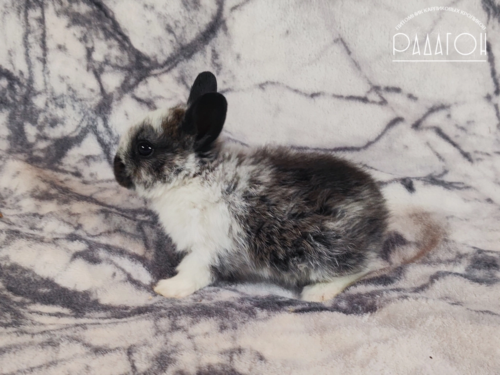 Декоративный карликовый кролик Стальной плащевой