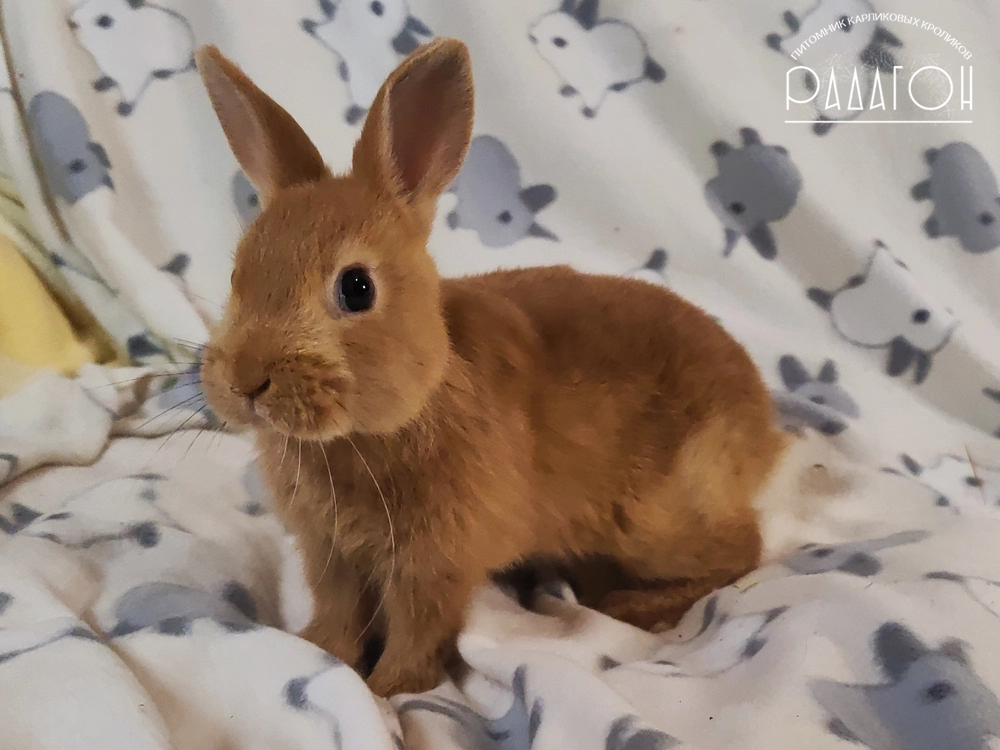 Декоративный карликовый кролик Олений