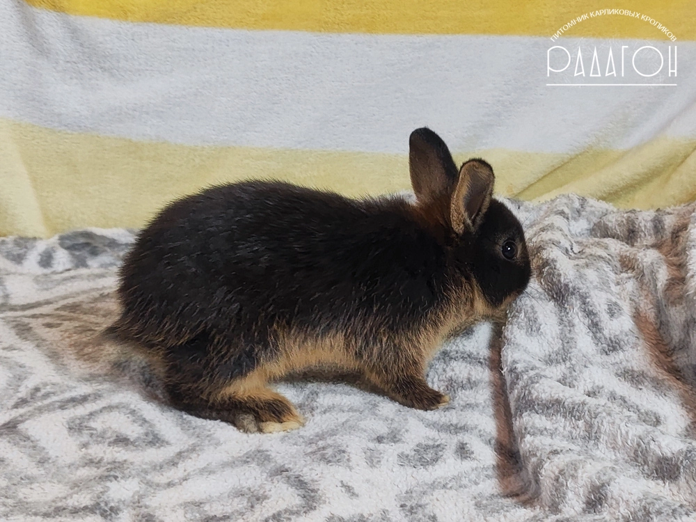 Декоративный карликовый кролик Черный оттер