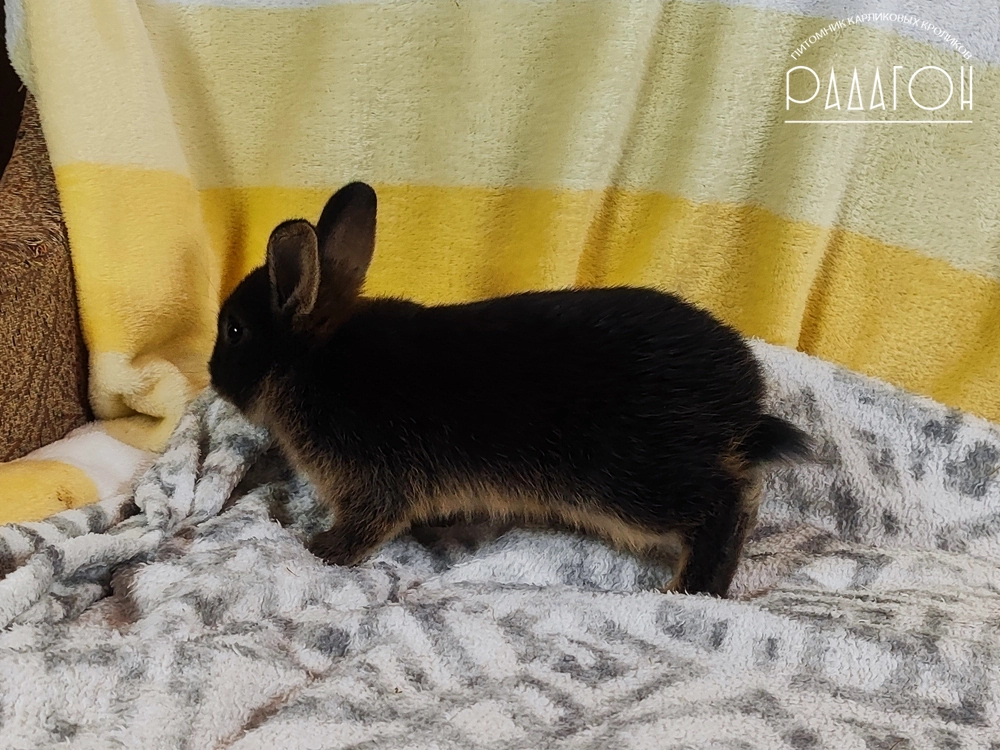 Декоративный карликовый кролик Черный оттер