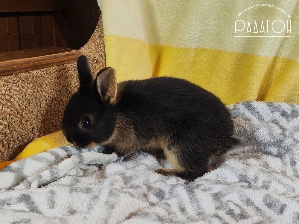 Декоративный карликовый кролик Черный оттер