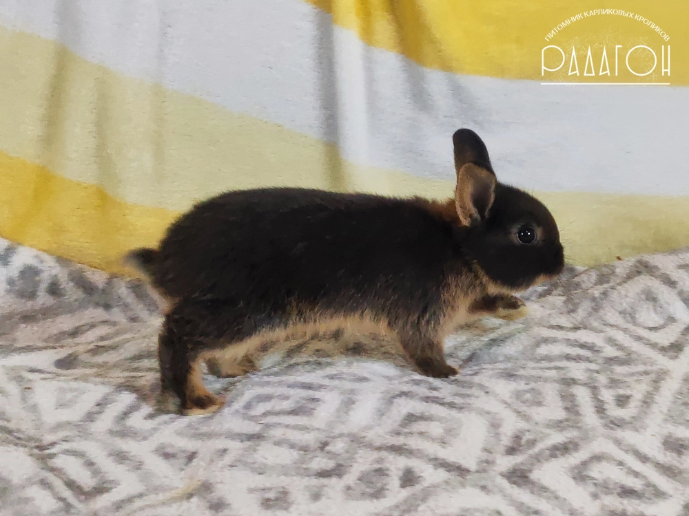 Декоративный кролик породы Немецкий цветной карлик окраса Черный оттер - Радагон Харконнен