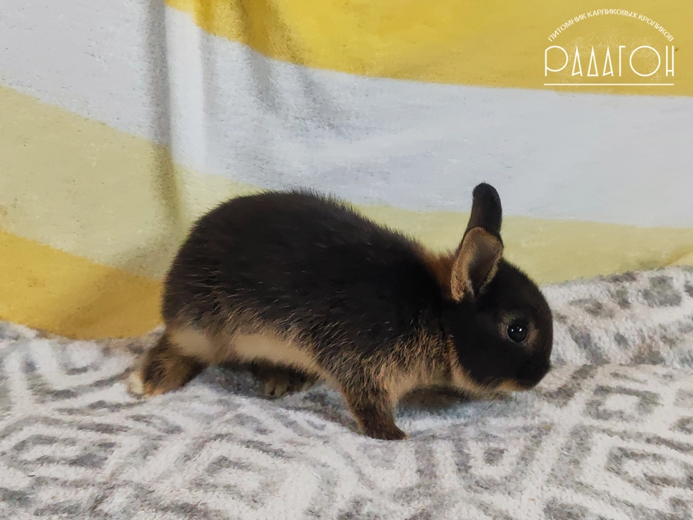 Декоративный карликовый кролик Черный оттер