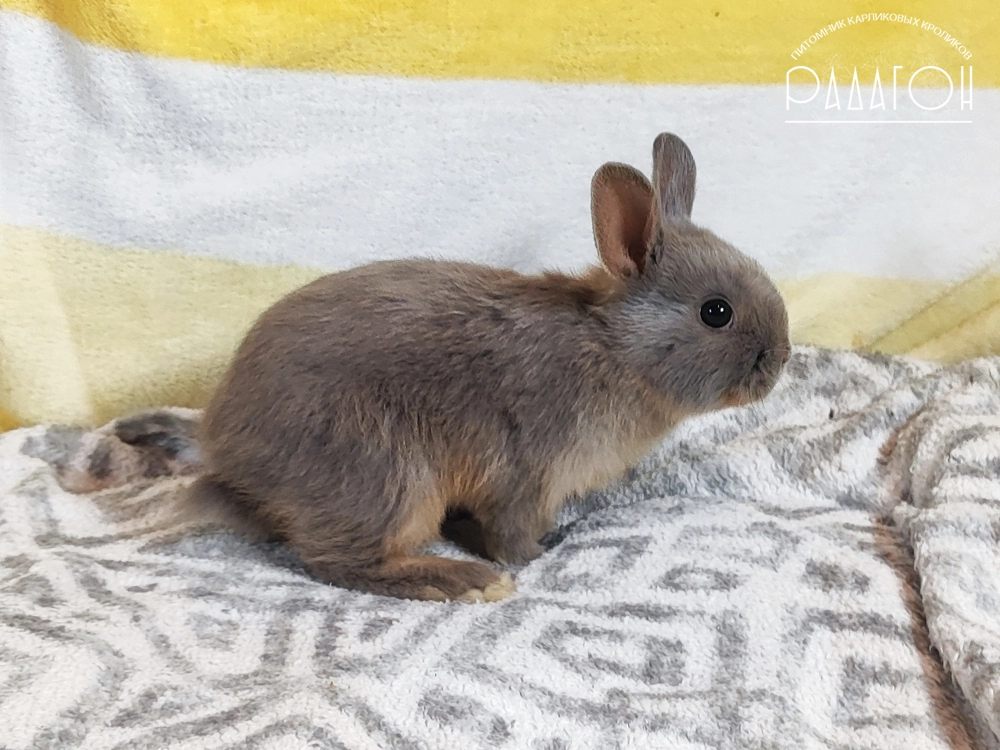 Декоративный кролик породы Немецкий цветной карлик окраса Лиловая стальная огневка - Радагон Хазбин