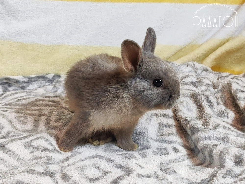 Декоративный карликовый кролик Лиловая стальная огневка