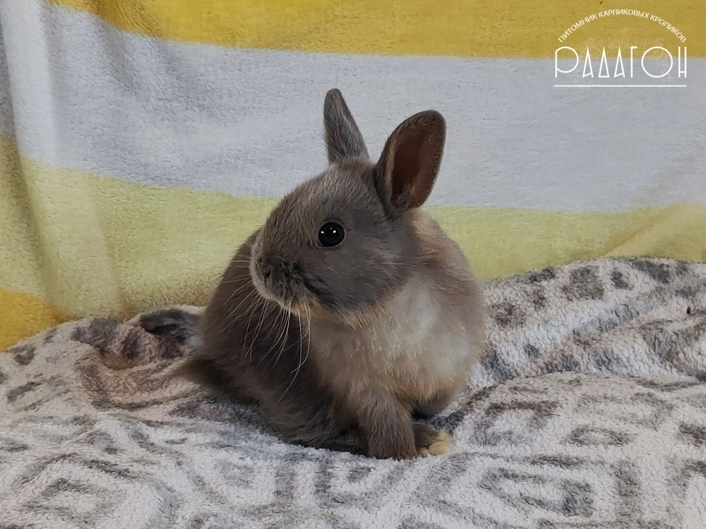 Декоративный карликовый кролик Лиловая стальная огневка