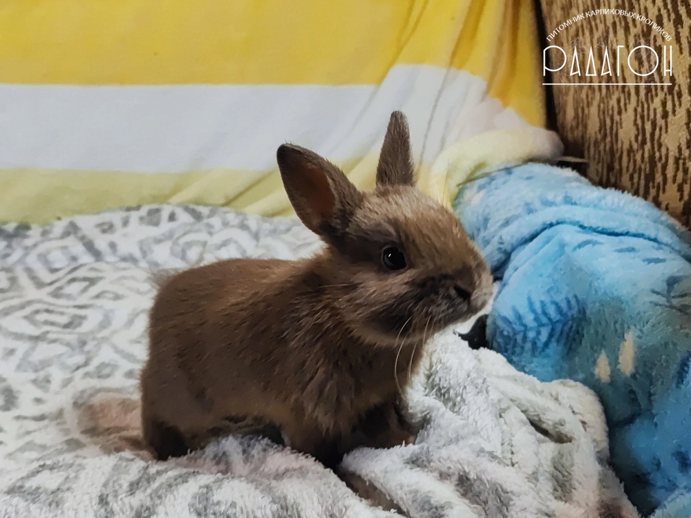 Декоративный карликовый кролик Стальной оттер гавана