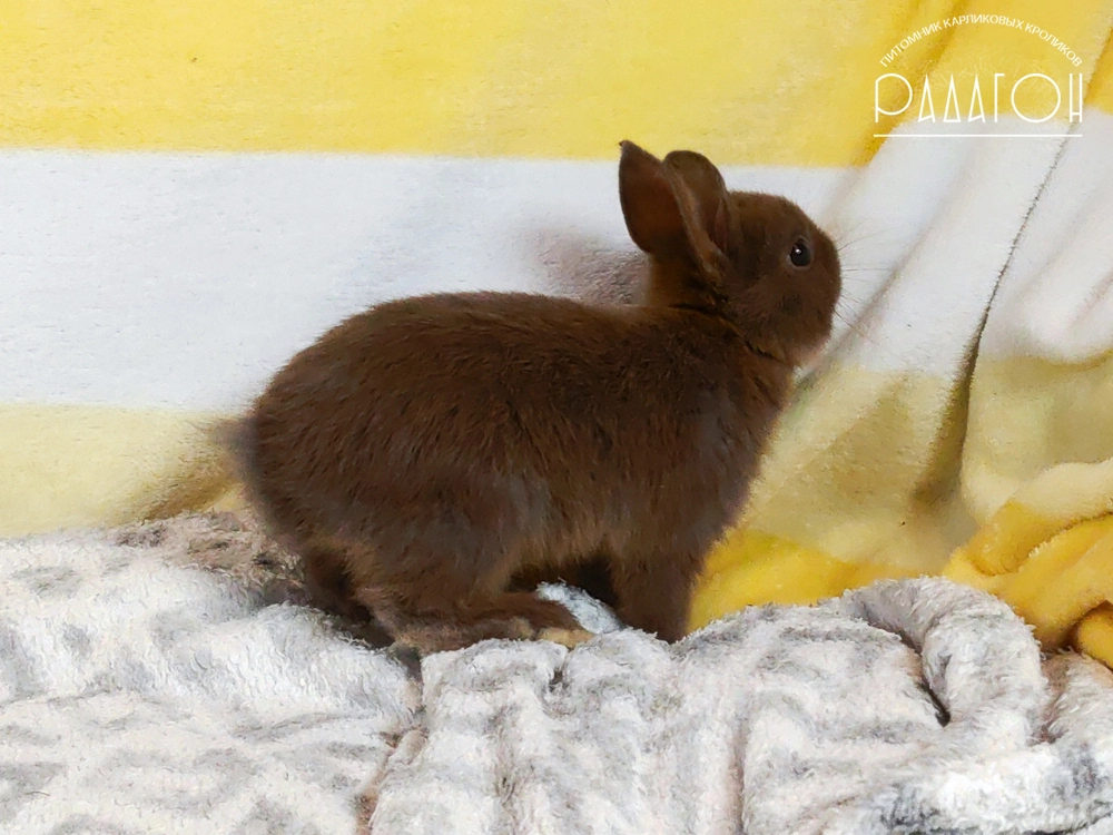 Декоративный кролик породы Немецкий цветной карлик окраса Стальной оттер гавана - Радагон Хот Чоко