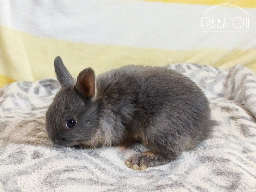 Декоративный карликовый кролик Стальной оттер голубой