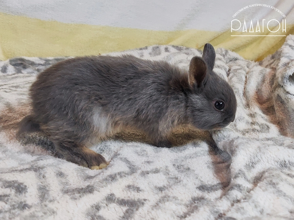 Декоративный карликовый кролик Стальной оттер голубой
