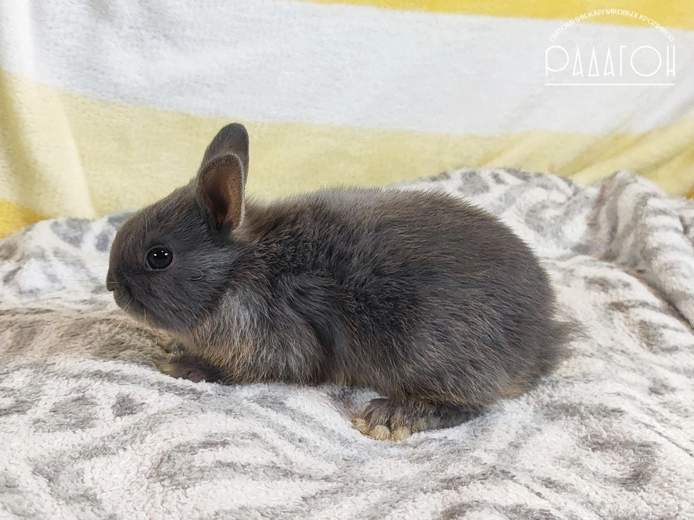Декоративный карликовый кролик Стальной оттер голубой