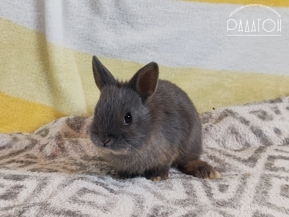 Декоративный кролик породы Немецкий цветной карлик окраса Стальной оттер голубой - Радагон Хром