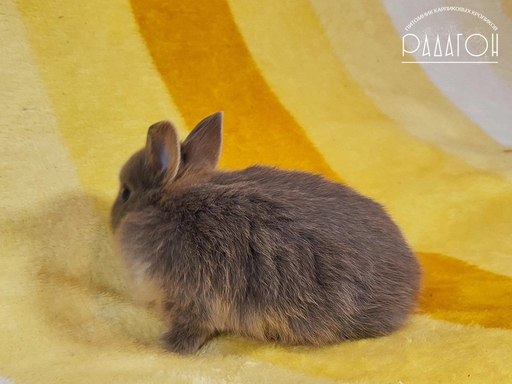 Декоративный карликовый кролик Лиловая огневка
