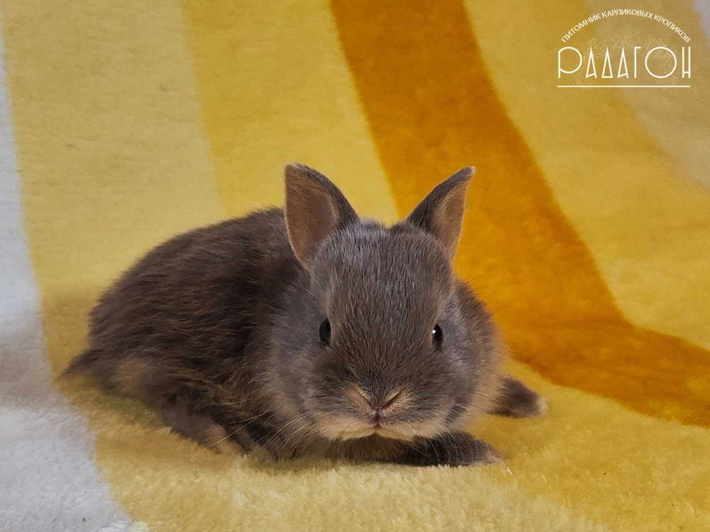 Декоративный карликовый кролик Лиловая огневка