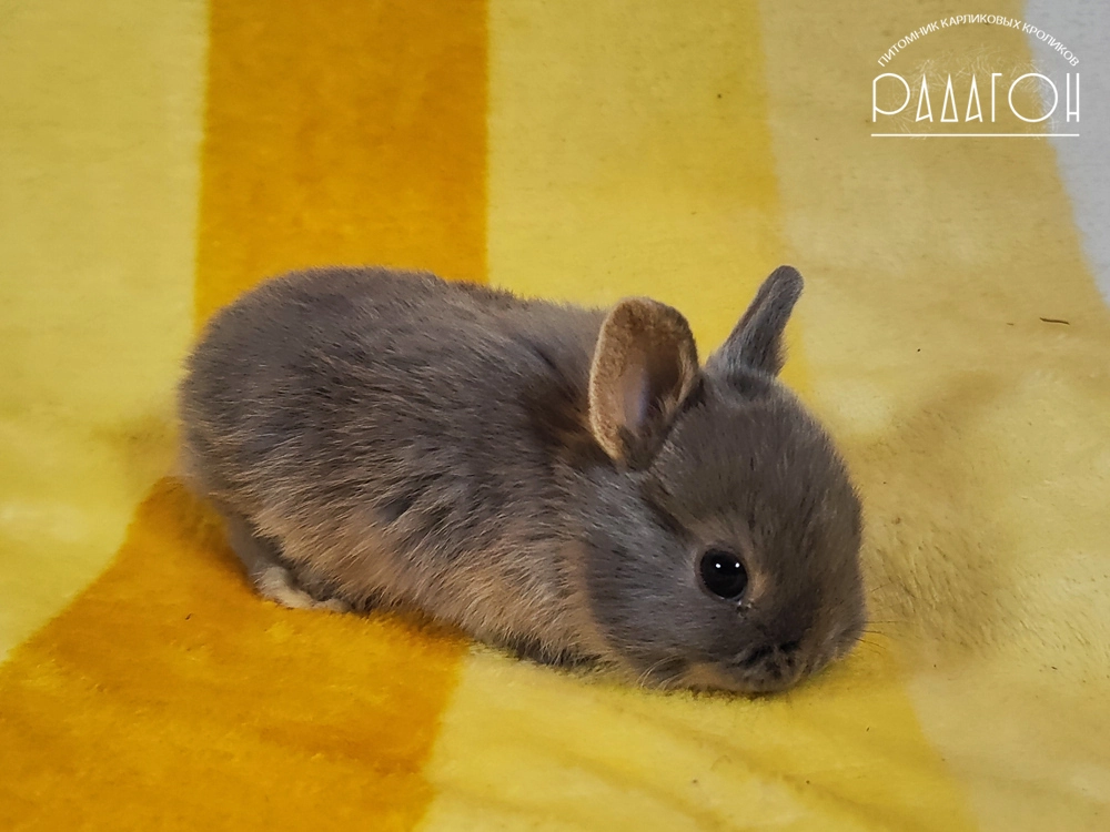 Декоративный карликовый кролик Лиловая огневка